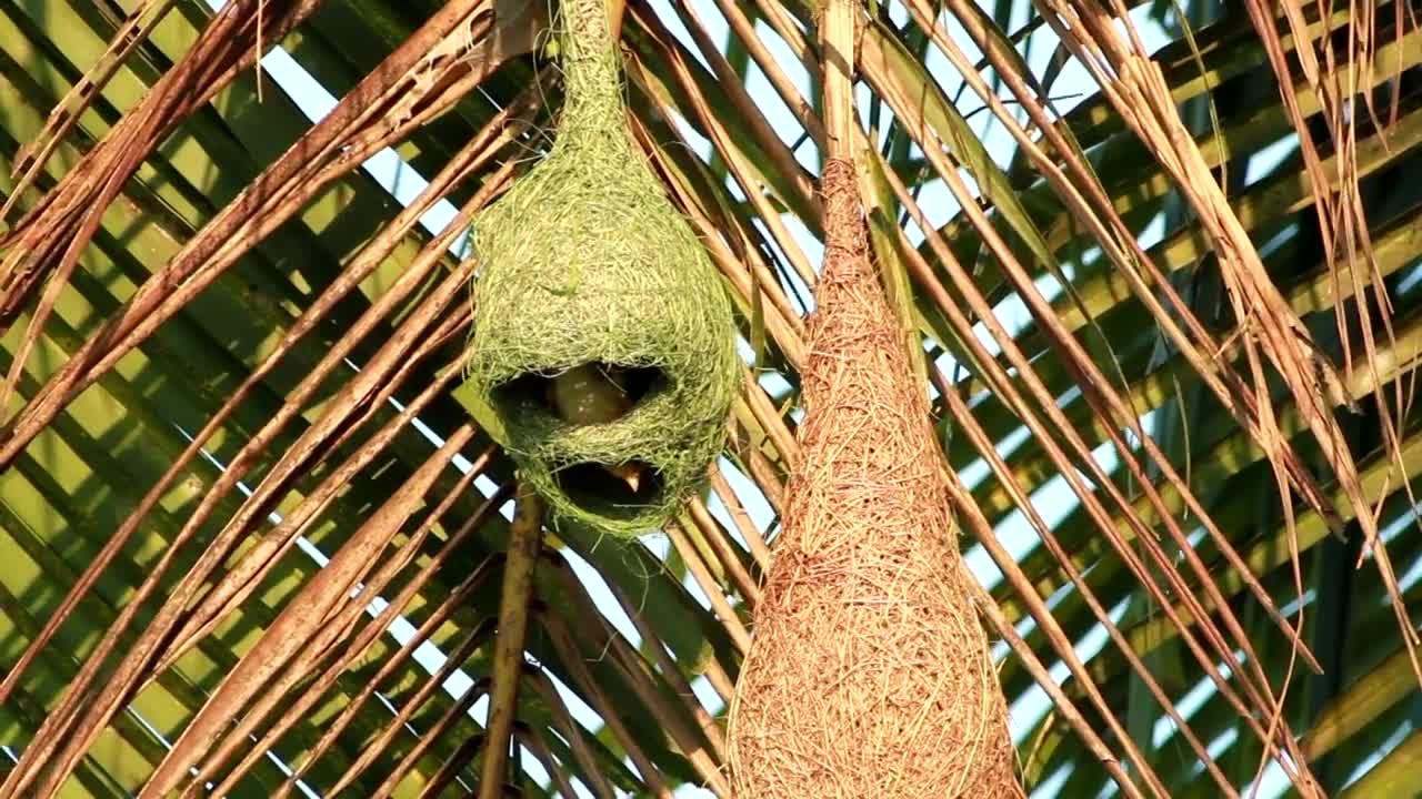 Stock Video Birds Inside A Hanging Nest Live Wallpaper For PC - Free Download