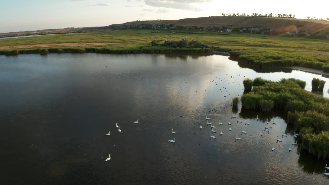 Stock Video Drone Shot Of Lake Wildlife Live Wallpaper For PC - Free Download