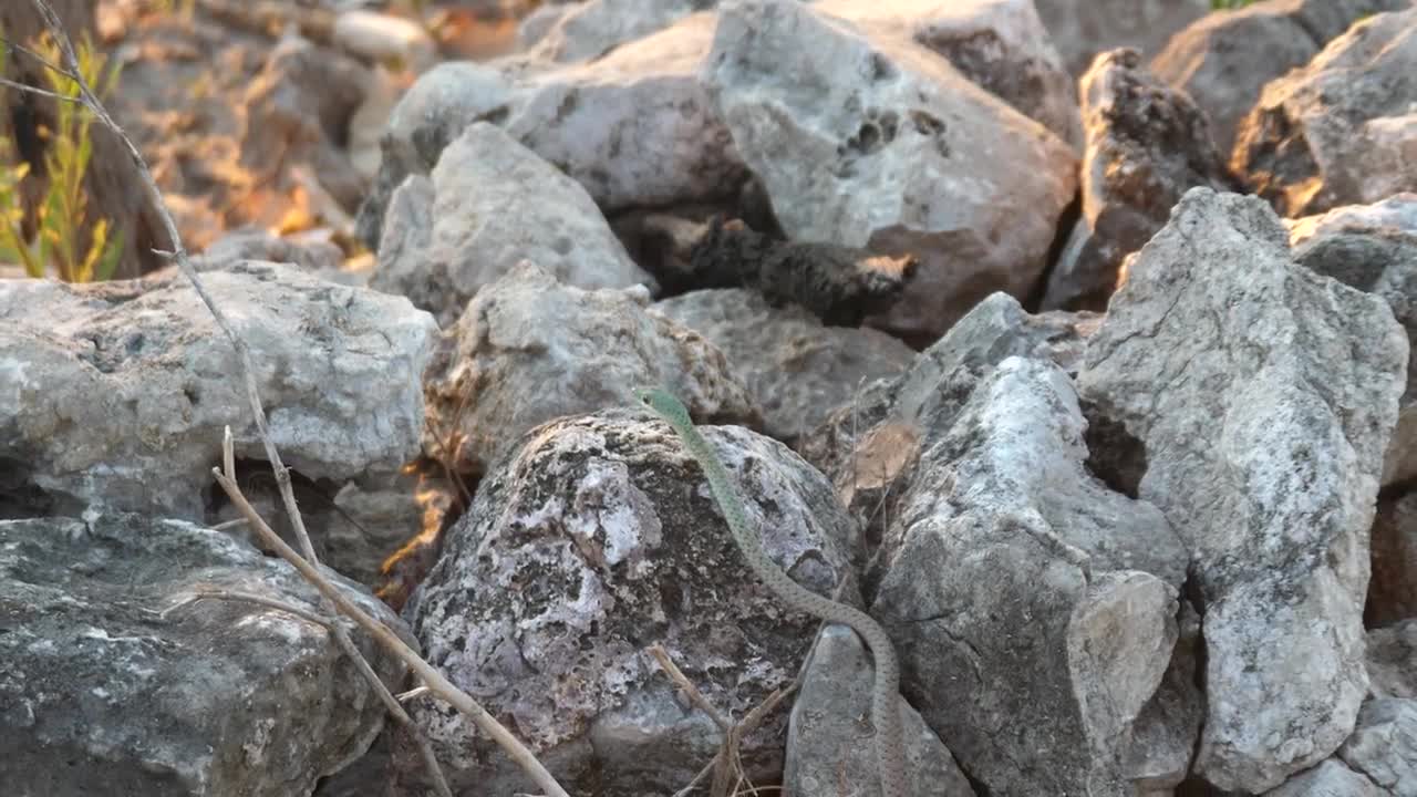 Free Video Stock Snake Hunting A Lizard Live Wallpaper - Free Download