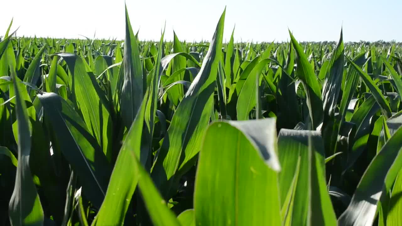 Stock Video Corn Growing In A Field Live Wallpaper For PC - Free Download