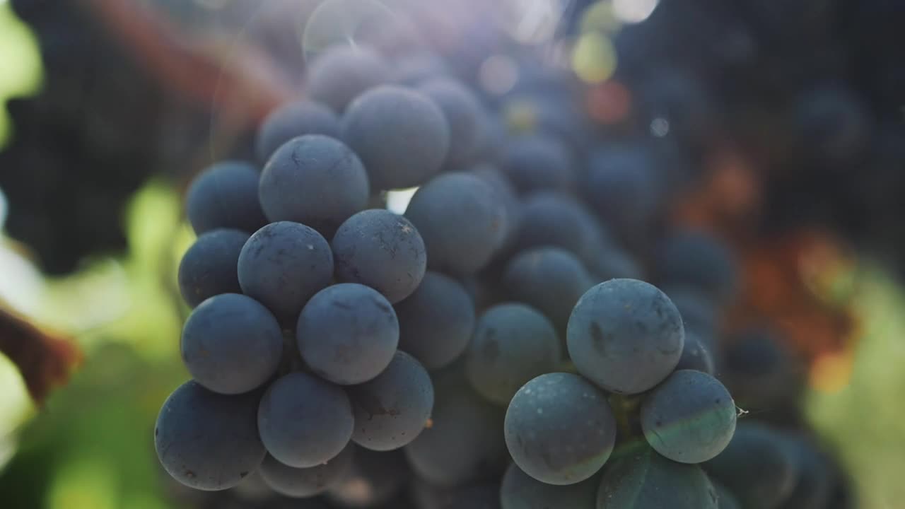 Free Stock Video Ripe Grapes Before Harvest Live Wallpaper - Free Download