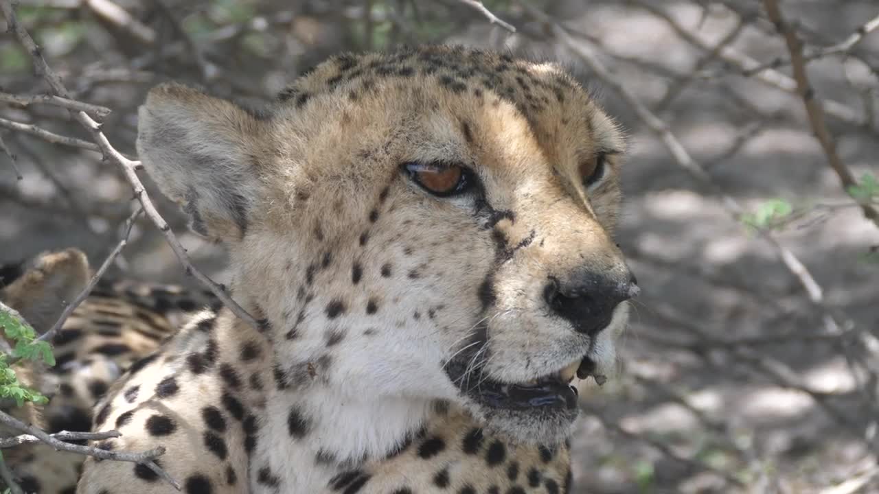 Stock Footage Wild Cheetah Resting In The Shade Live Wallpaper - Free Download