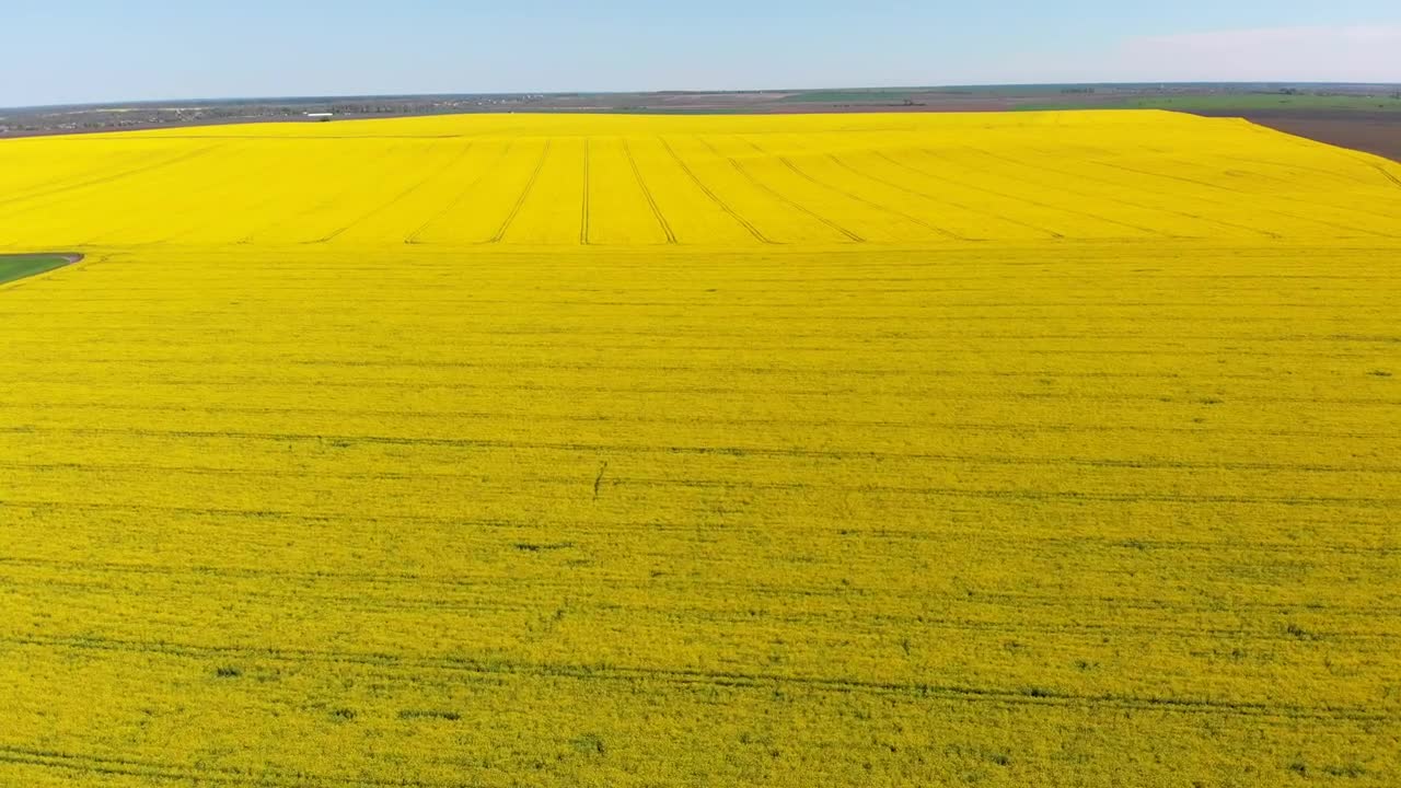 Stock Video Flying Over A Canola Field Live Wallpaper For PC - Free Download