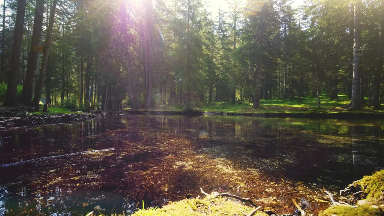 Free Video Stock Sun Shining Through Pine Forest On Mossy Pond Live Wallpaper - Free Download