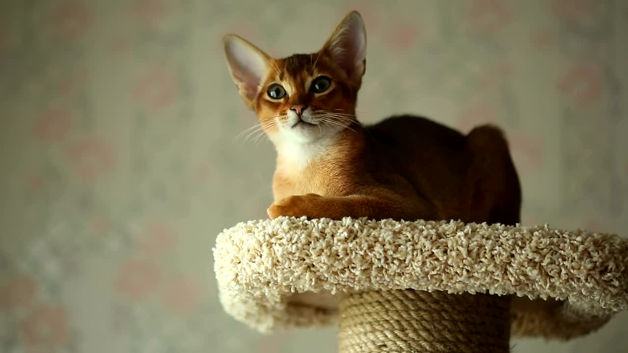 Stock Video Kitten Resting At Home Animated Wallpaper - Free Download