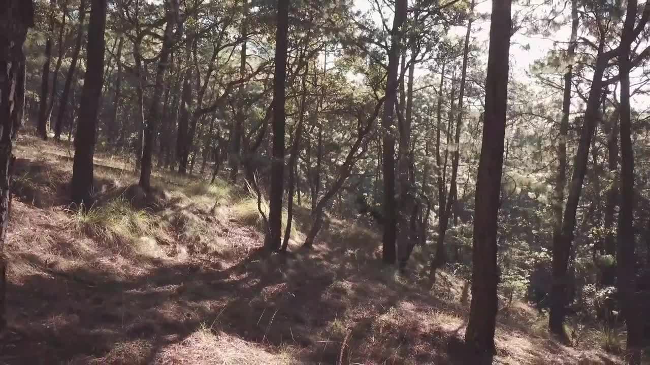 Free Video Stock Sunlight Through Tall Trees In A Forest Live Wallpaper - Free Download