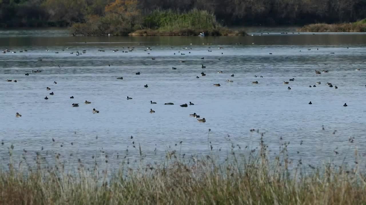Stock Video Ducks Swimming In A Big Lake Live Wallpaper For PC - Free Download
