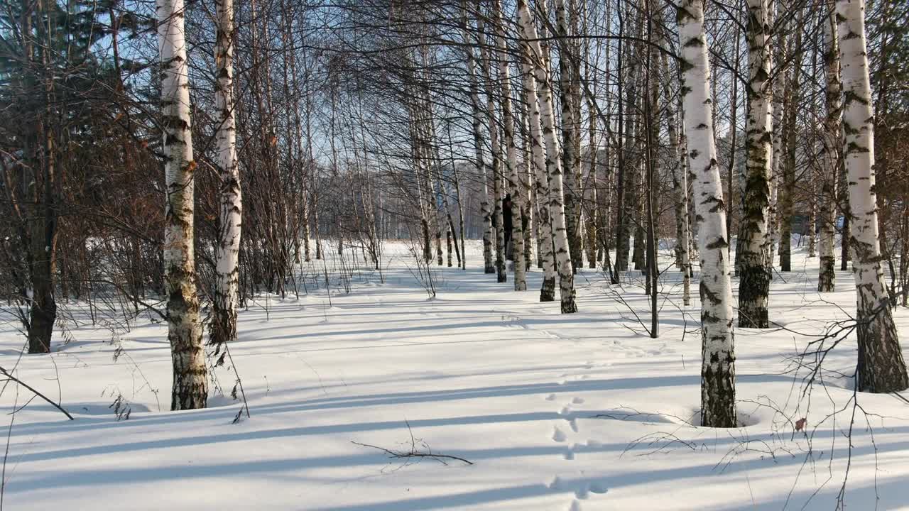 Stock Video Man Skiing On Snow Between Dry Tree Animated Wallpaper - Free Download