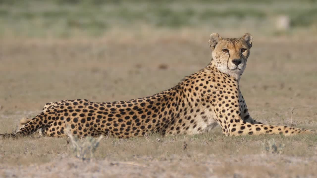 Video Stock Cheetah Looking Around In The Savanna Live Wallpaper For PC - Free Download