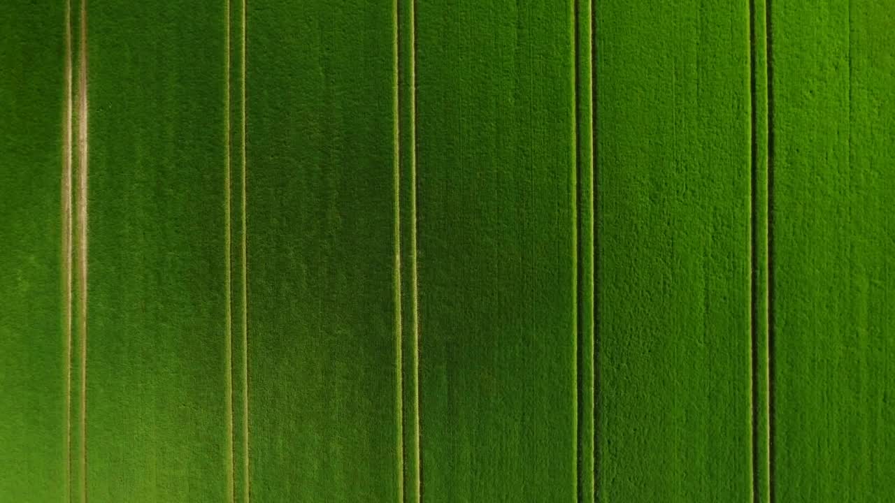 Stock Video Lush Green Fields Animated Wallpaper - Free Download