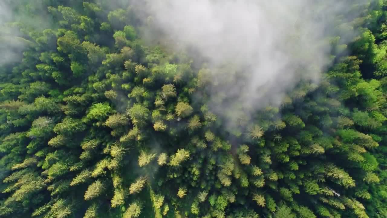 Stock Video Flying Over The Clouds That Cover A Pine Forest Live Wallpaper For PC - Free Download