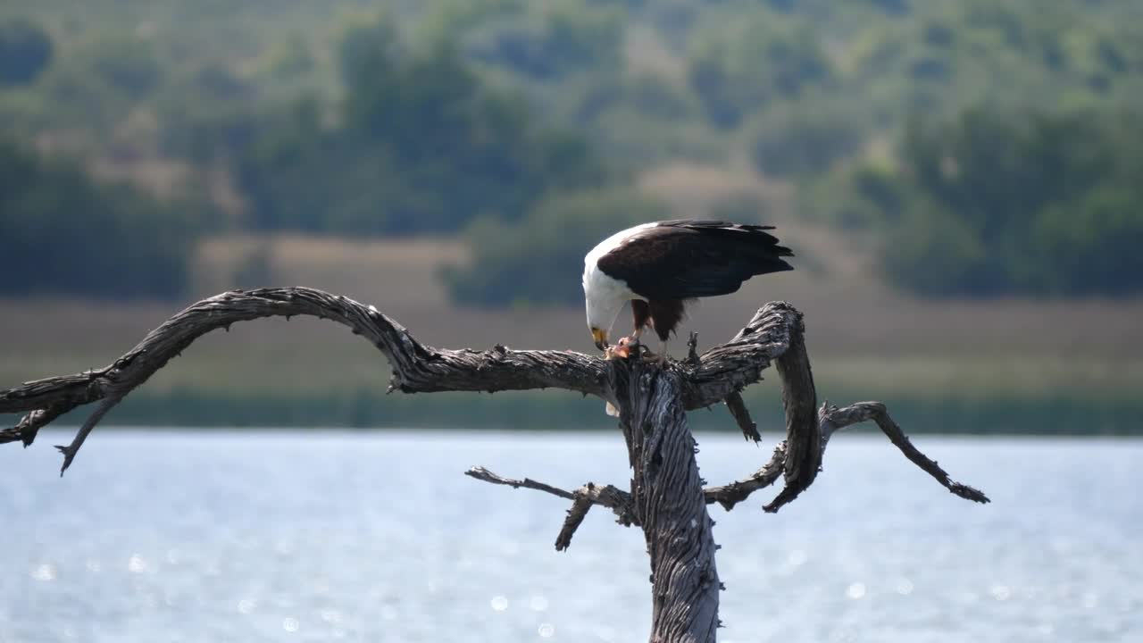 Stock Video Eagle Eats A Fish In The Lake Live Wallpaper For PC - Free Download