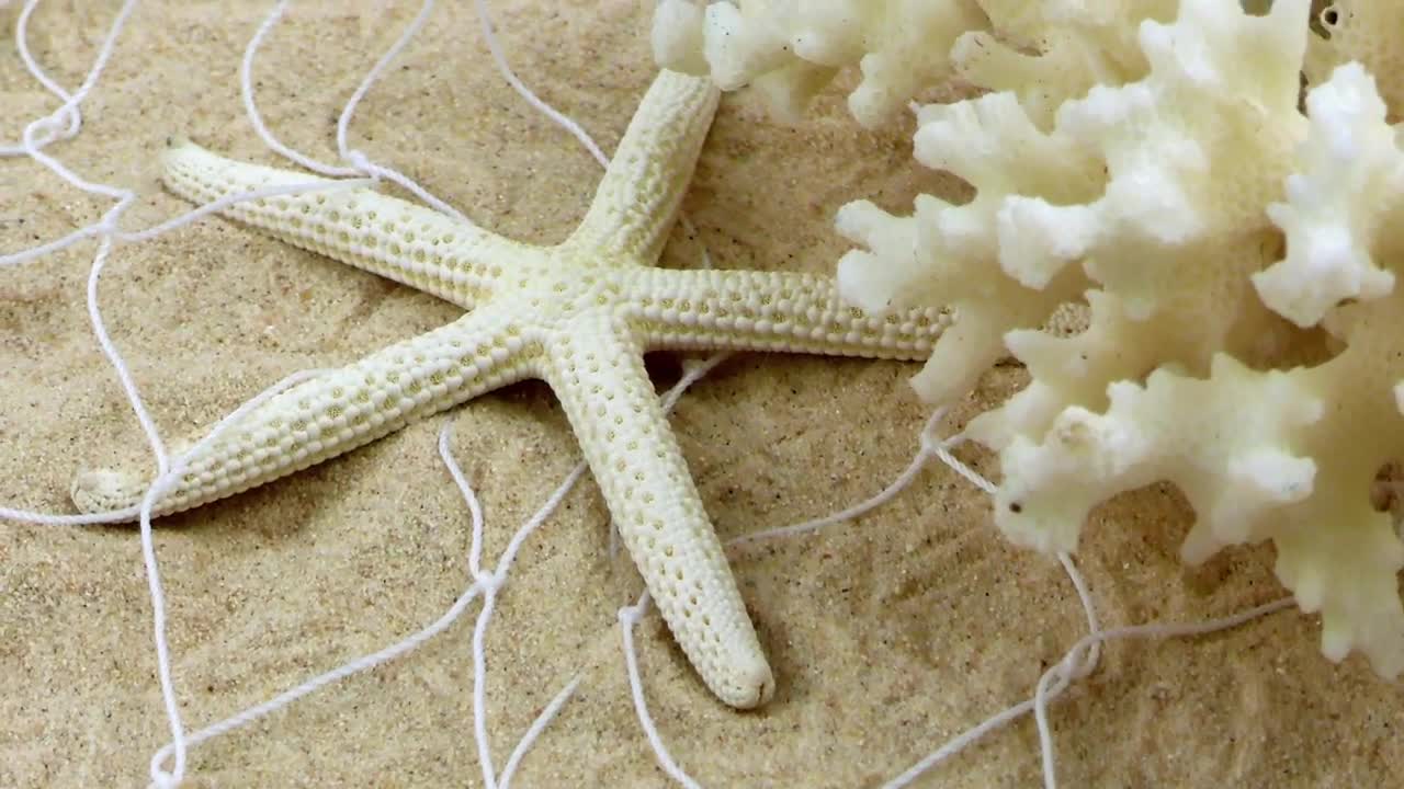 Free Video Stock Starfish And A Small Coral On The Fishing Net In Live Wallpaper - Free Download