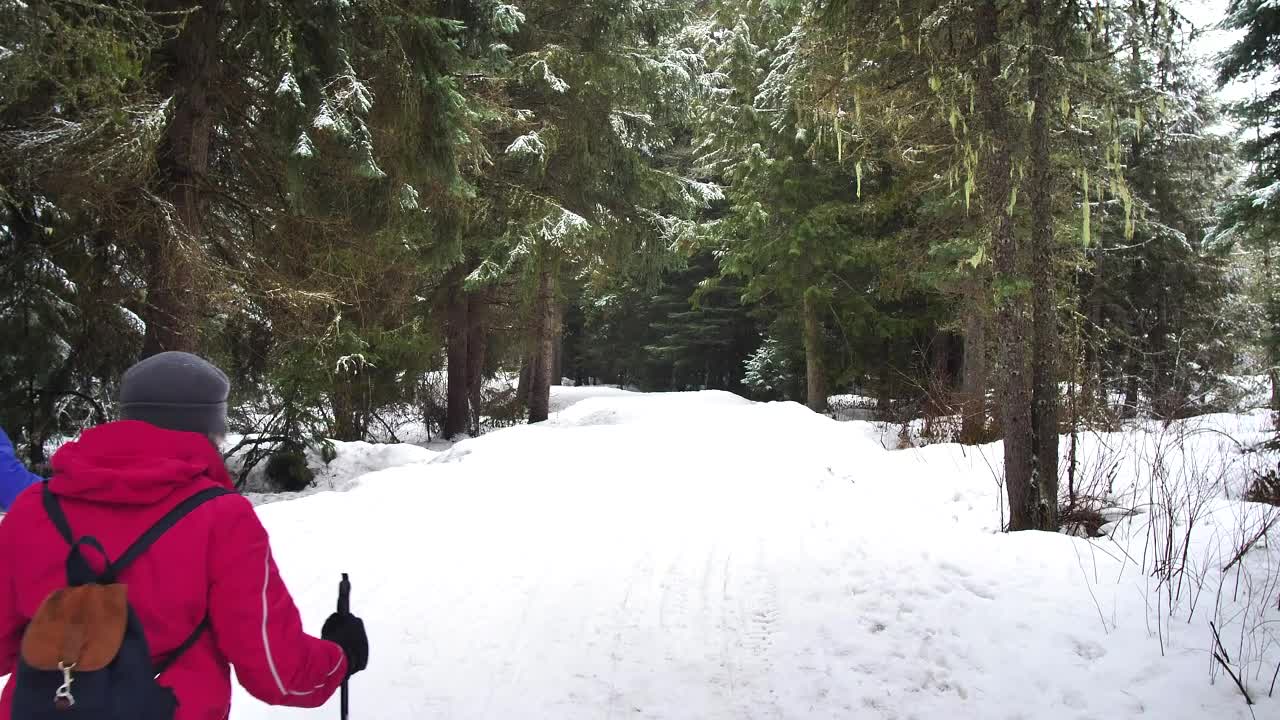 Free Video Stock Skiers In A Pine Forest In Canada Live Wallpaper - Free Download