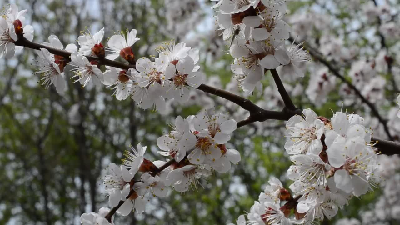 Free Video Stock Spring Flowers Throughout A Forest Live Wallpaper - Free Download