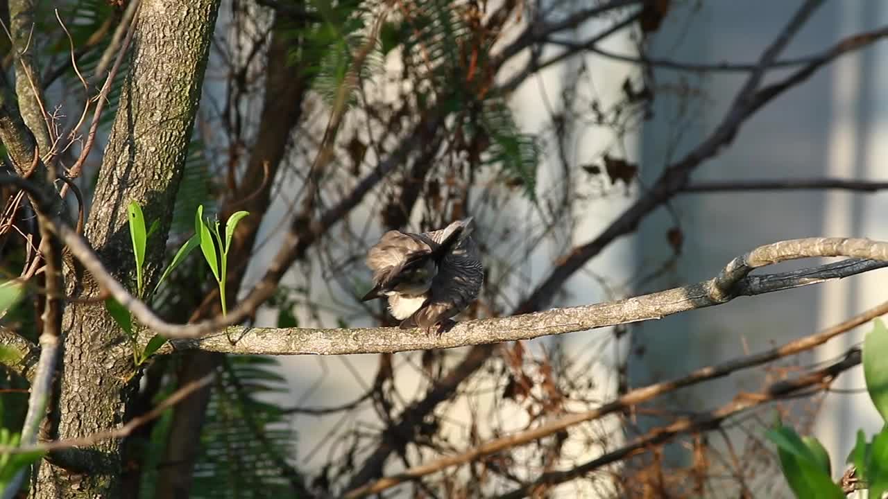 Stock Video Dove Cleaning Their Feathers In The Sun Live Wallpaper For PC - Free Download
