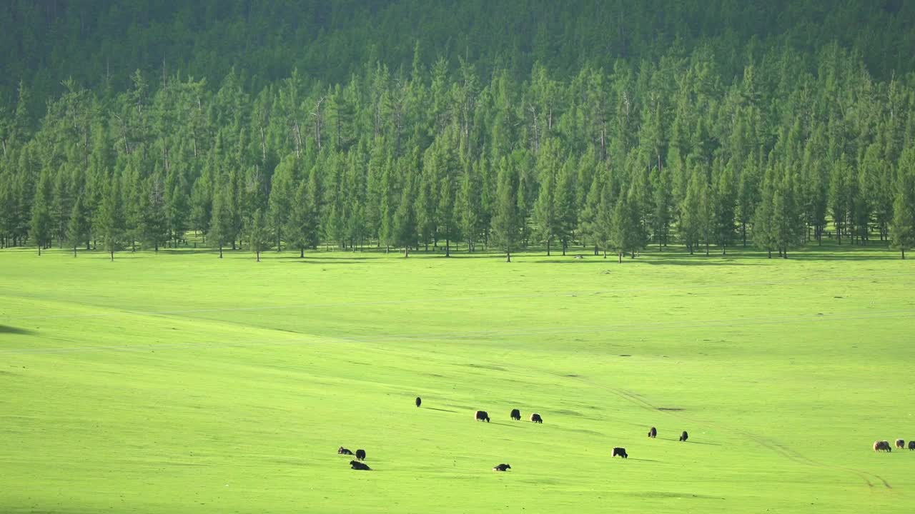 Video Stock Cattle In A Large Green Valley Live Wallpaper For PC - Free Download