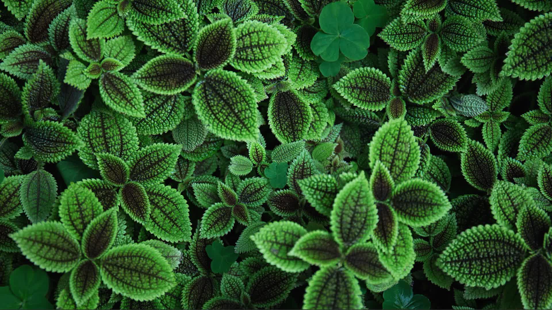 Animated Green Leaves Background Live Wallpaper - Free Download