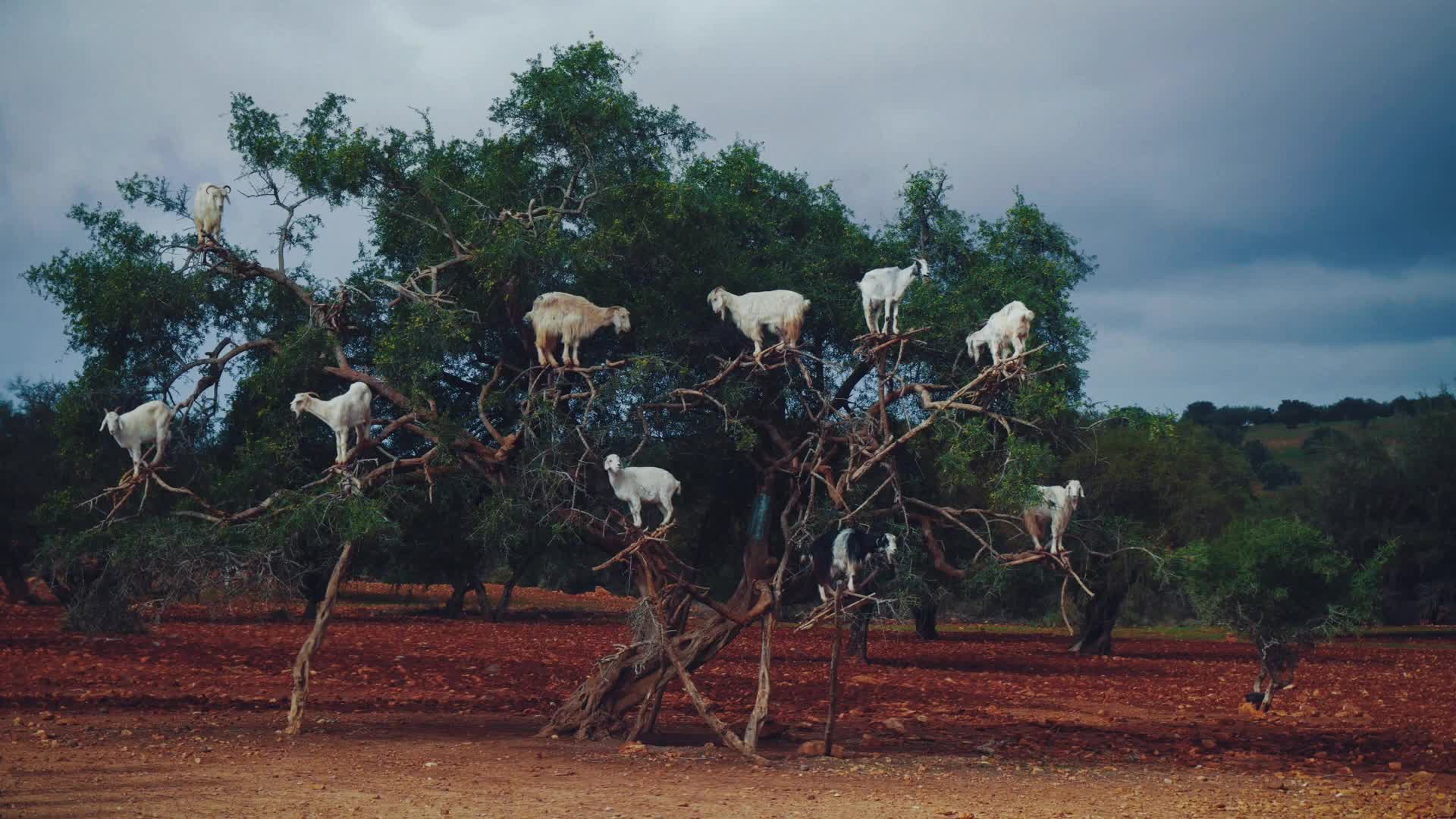 Goats On Tree Live Wallpaper - Free Download