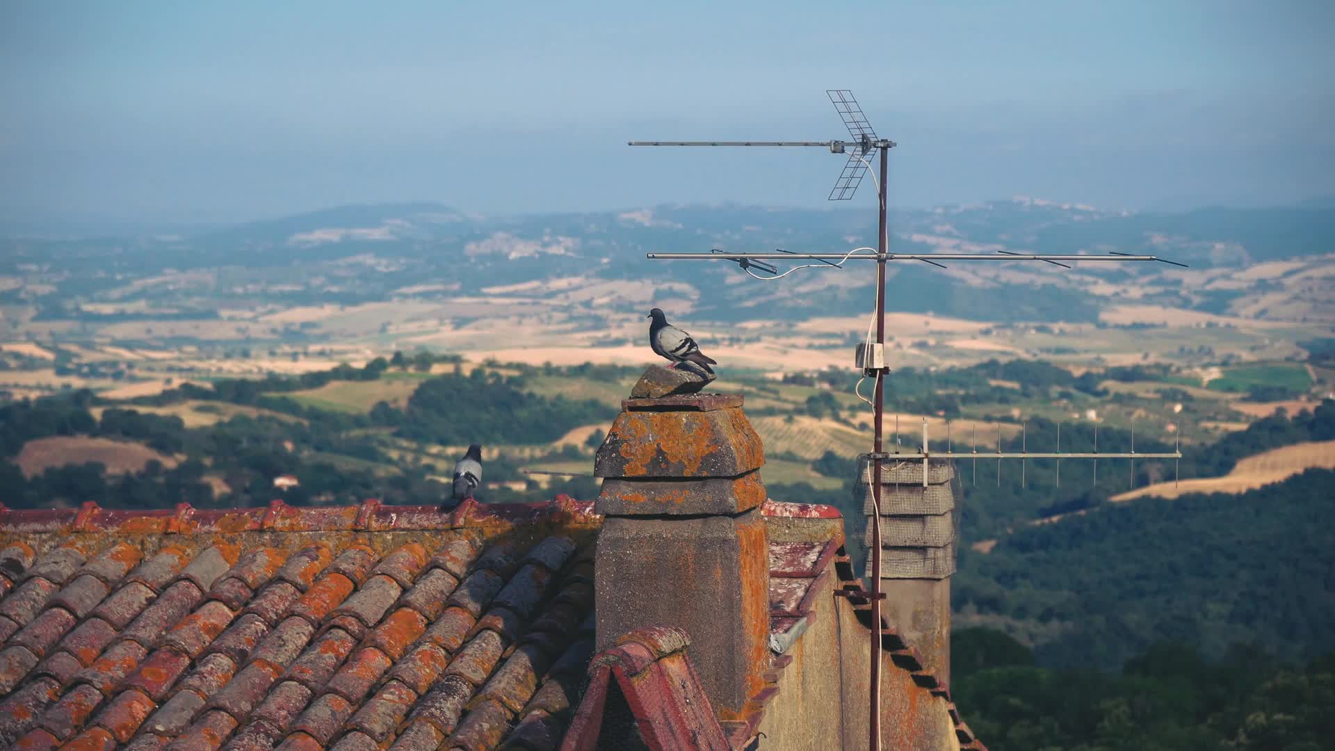 Pidgeons Overlooking Tuscany Live Wallpaper HD - Free Download