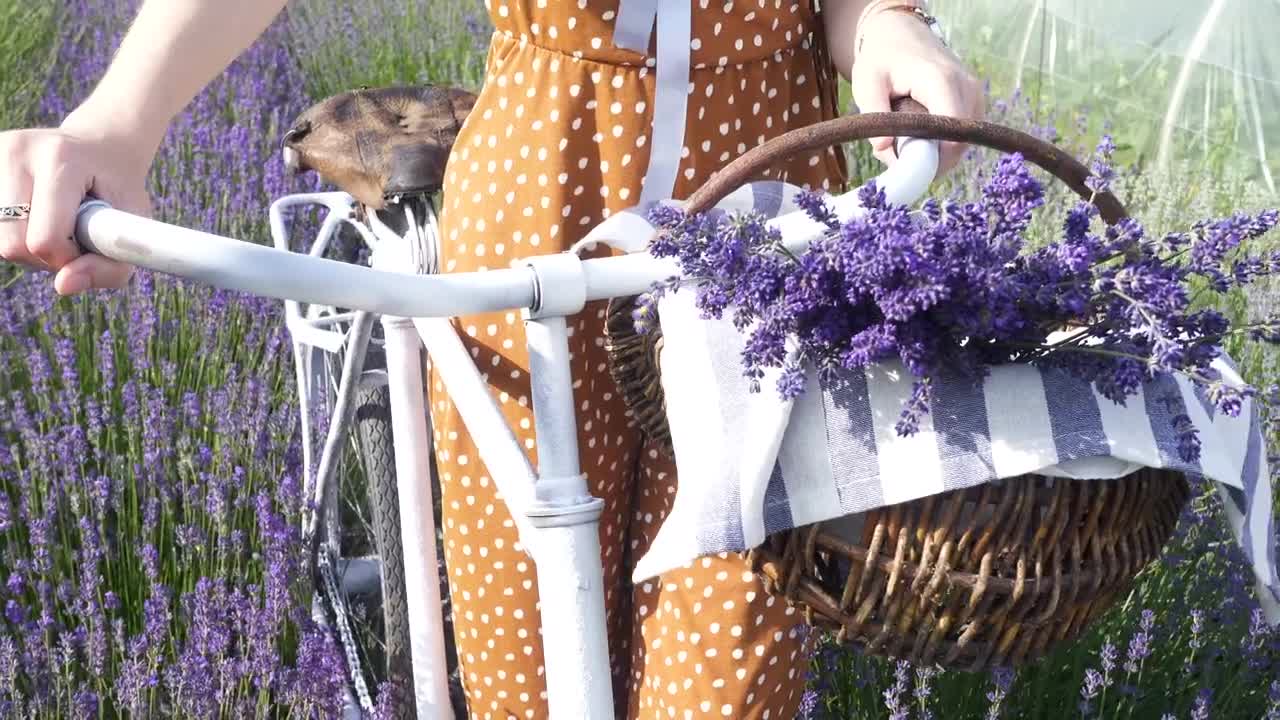 Stock Video Bike Basket Filled With Lavender Live Wallpaper For PC - Free Download