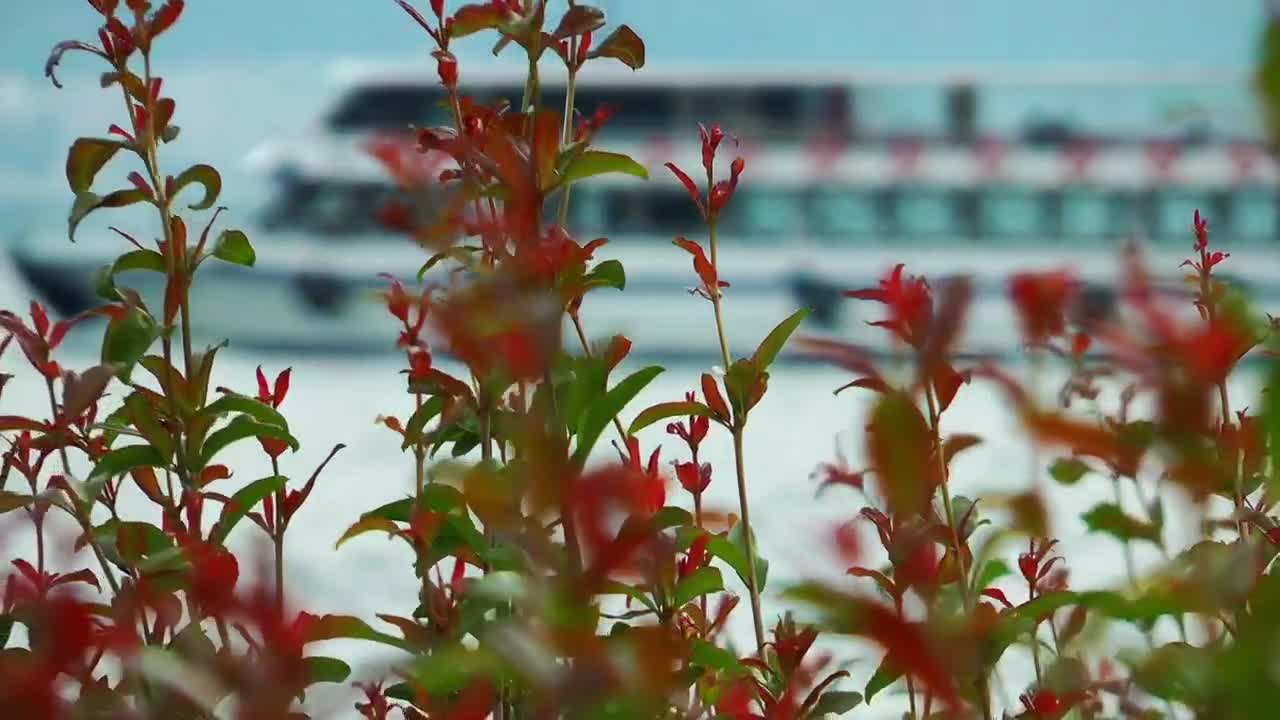 Stock Video Ferryboat In The Back Of Flowers In The Shore Live Wallpaper For PC - Free Download