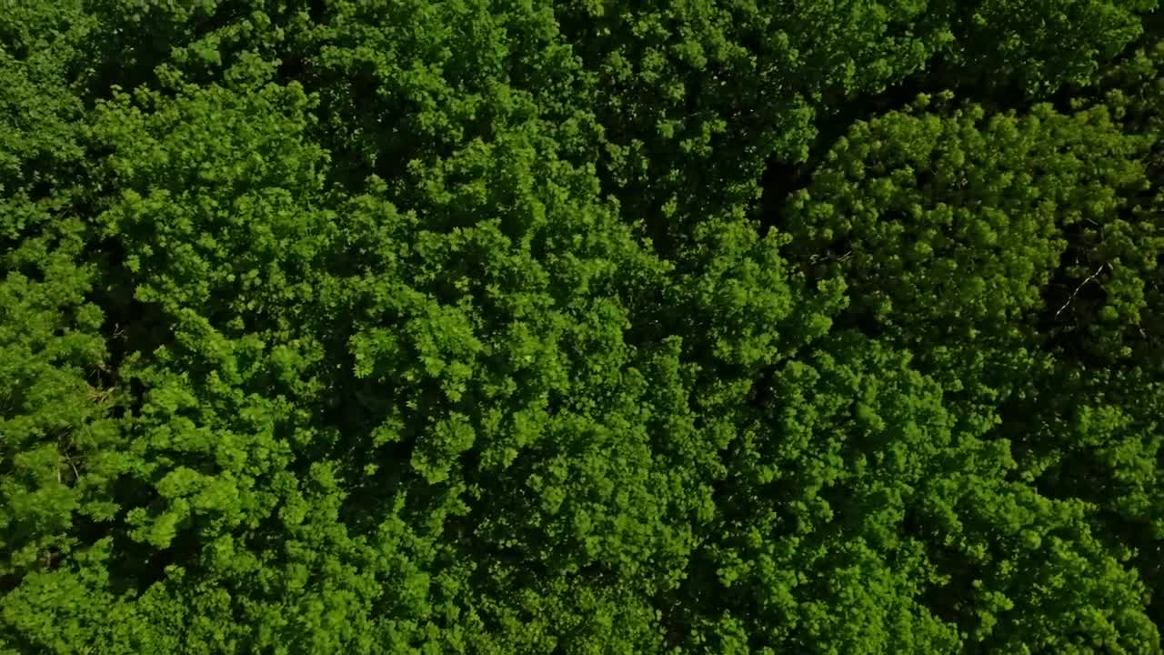 Stock Video Flying Over Tree Tops Live Wallpaper For PC - Free Download