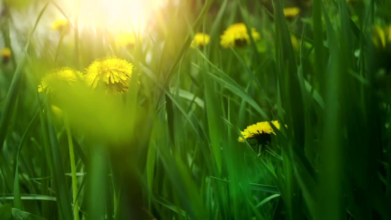 Stock Video Dandelions In The Forest Live Wallpaper For PC - Free Download