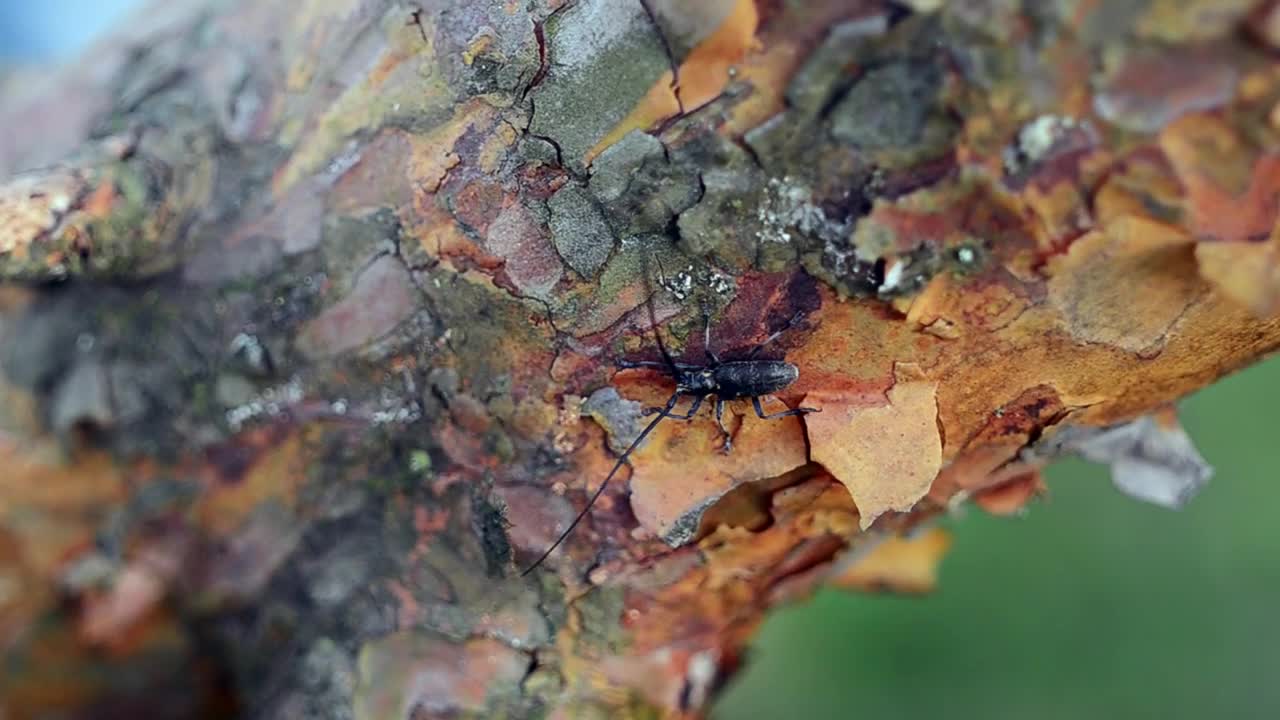 Stock Video Large Insect On A Branch Animated Wallpaper - Free Download