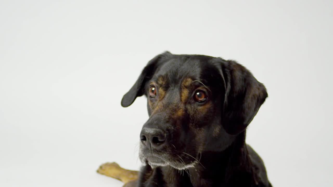 Stock Video Dog Catching Food In Slow Motion Live Wallpaper For PC - Free Download