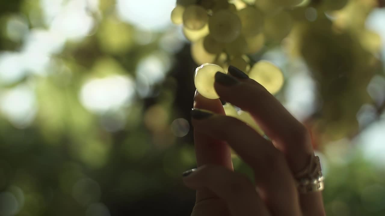 Stock Video Holding A Grape Against The Light Animated Wallpaper - Free Download