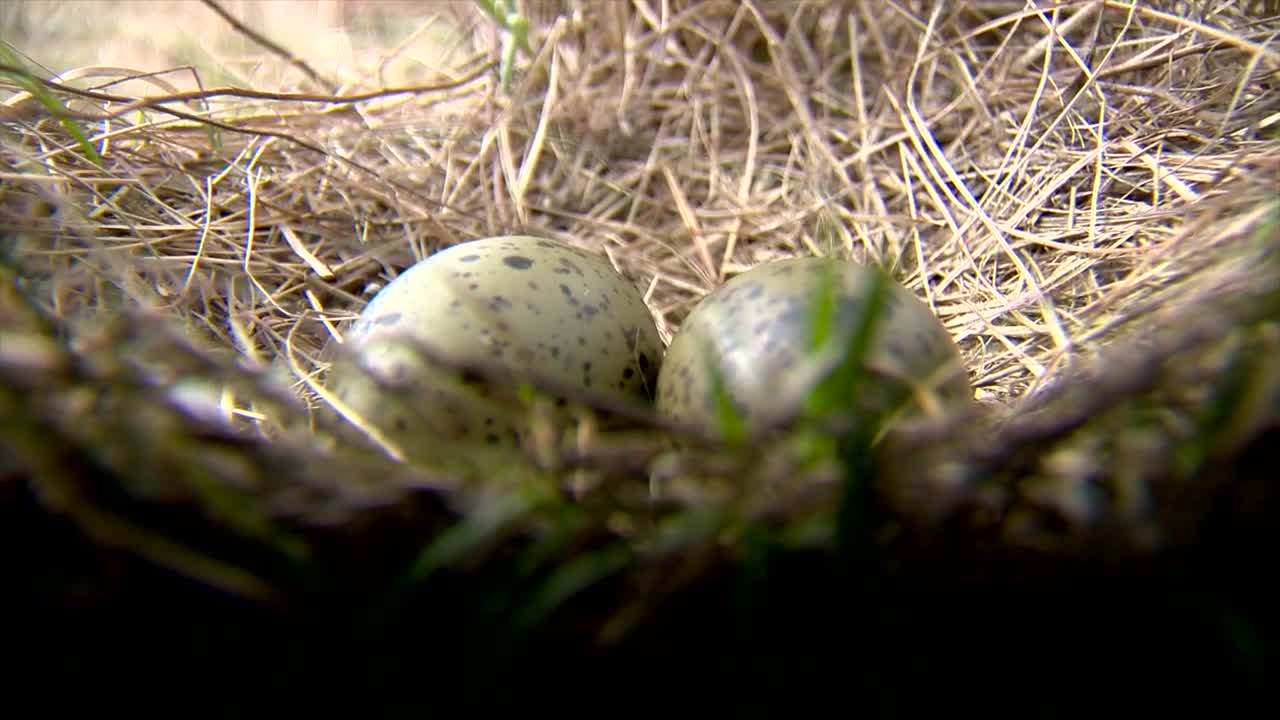 Stock Video Eggs In A Nest Live Wallpaper For PC - Free Download