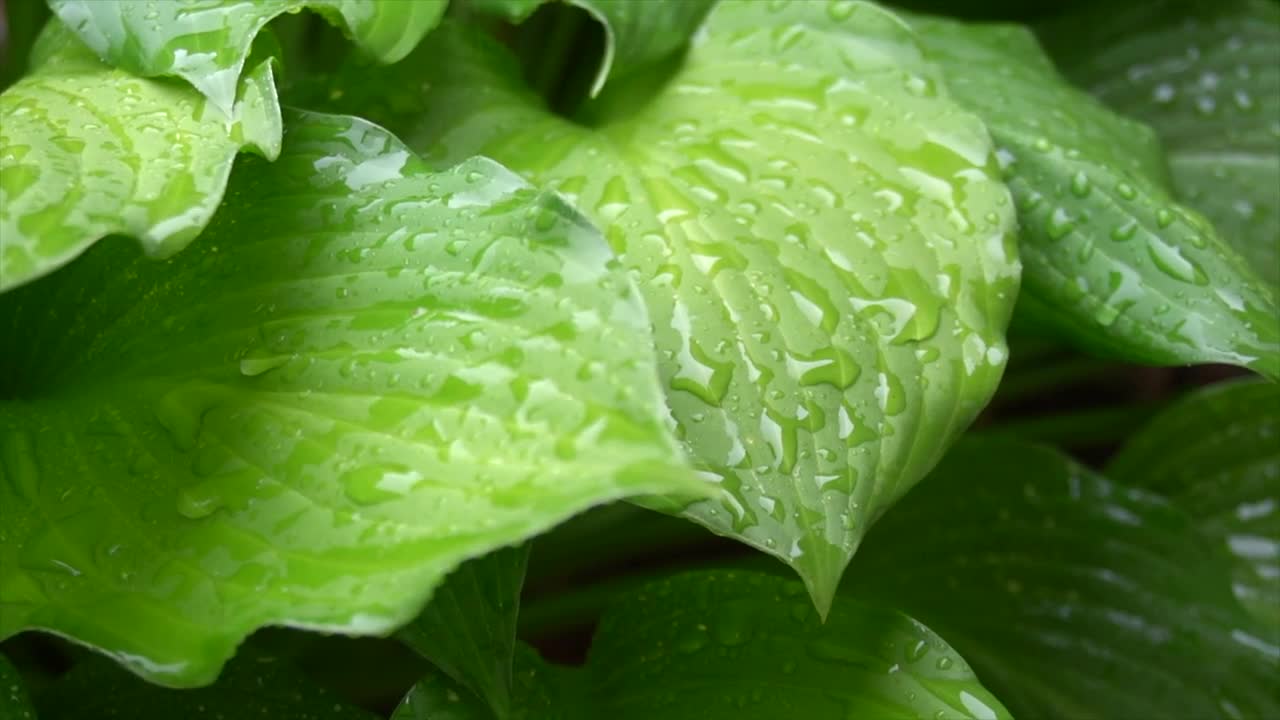 Stock Video Large Green Plant Leaves In The Rain Animated Wallpaper - Free Download