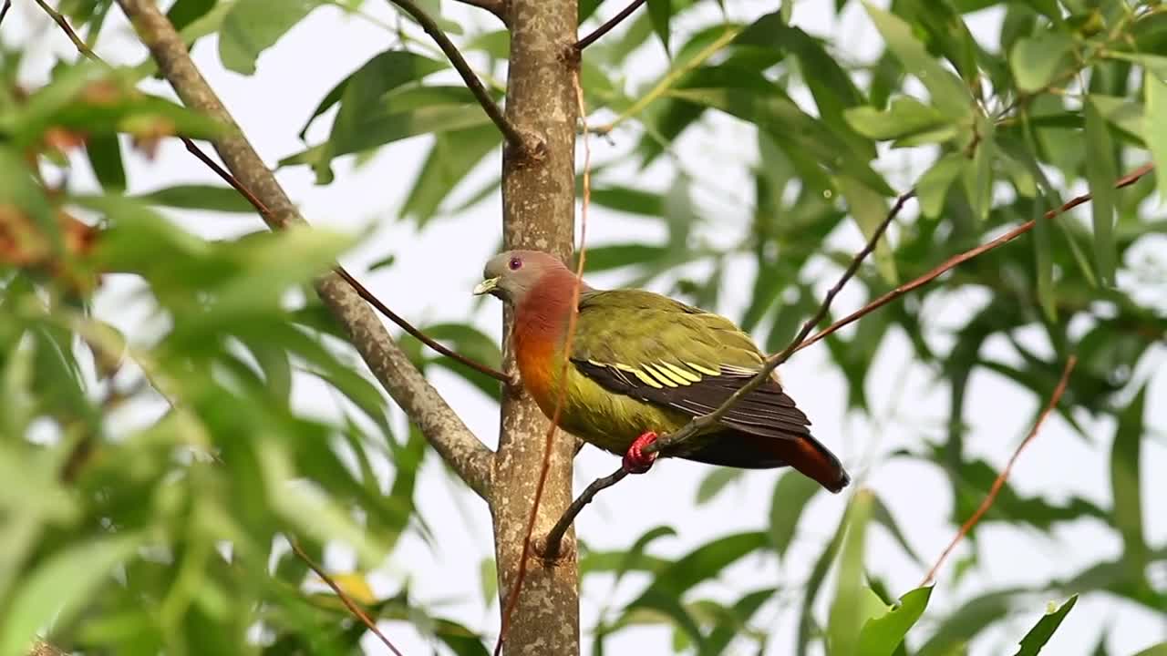 Video Stock Pigeon High Up In A Tree Live Wallpaper Free - Free Download