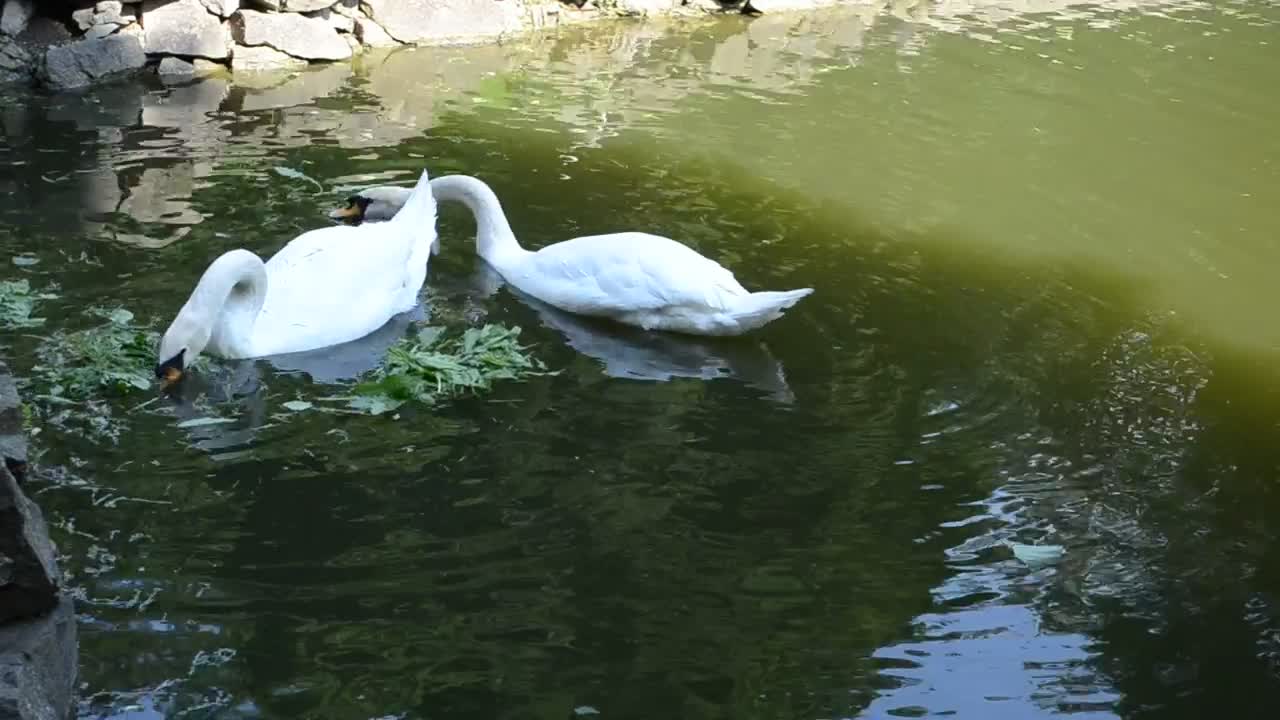 Free Video Stock swans feeding in a pond Live Wallpaper - Free Download