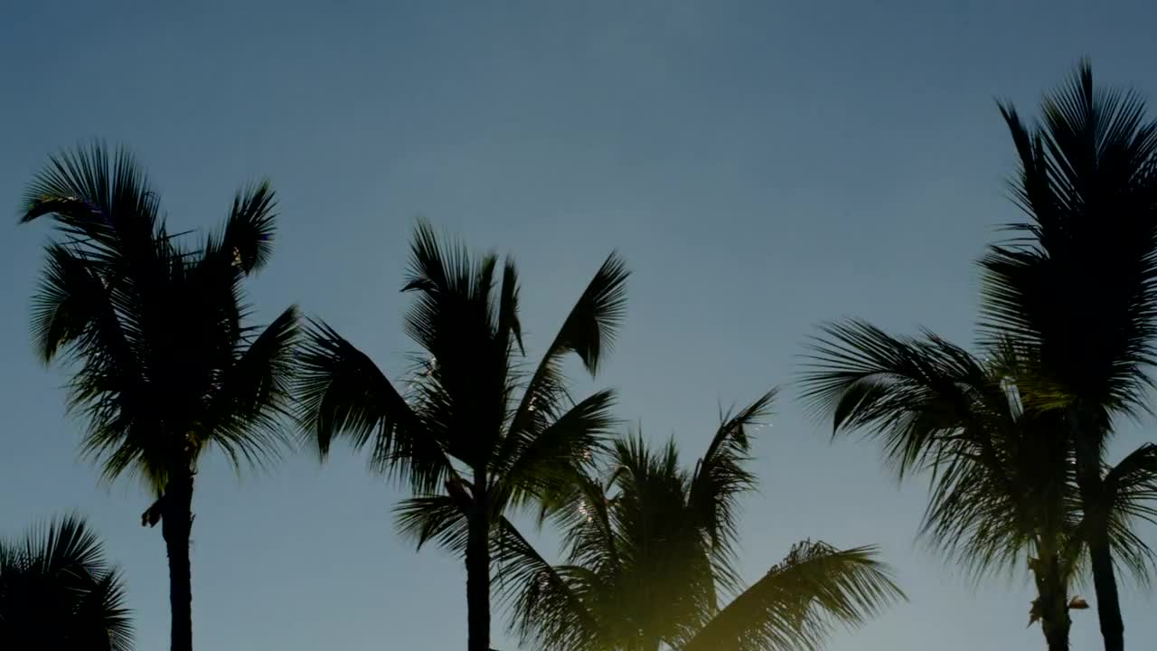 Stock Video Evening Sun Shining Through Trees Live Wallpaper For PC - Free Download