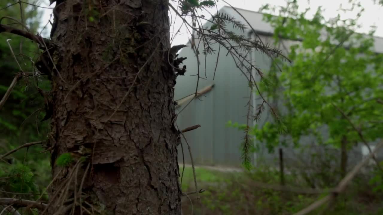 Stock Video Industrial Warehouse Between Trees And Vegetation Animated Wallpaper - Free Download