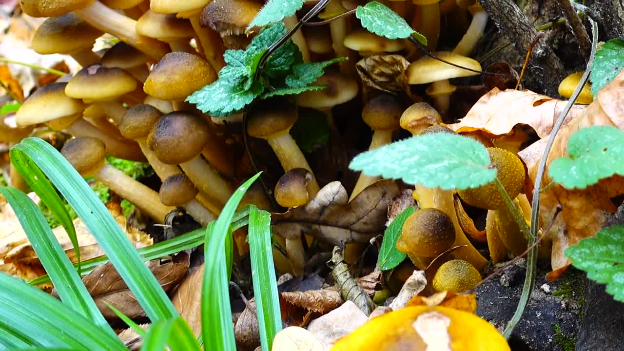 Stock Footage Wild Mushrooms And Wild Plants Live Wallpaper - Free Download