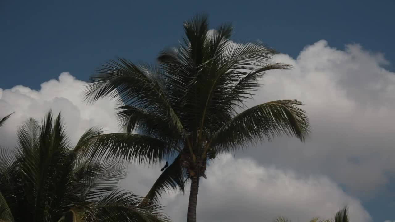 Stock Video Palms Blowing As A Storm Rolls In Live Wallpaper - Free Download