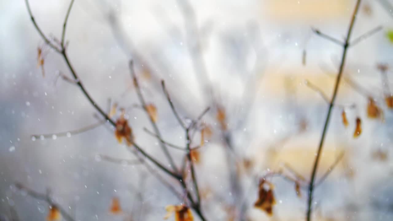 Free Video Stock Soft Snow Falling Against A Tree Live Wallpaper - Free Download