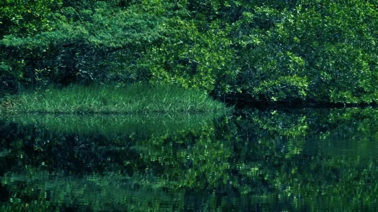 Stock Video Mangrove Swamp With Green Natur Animated Wallpaper - Free Download