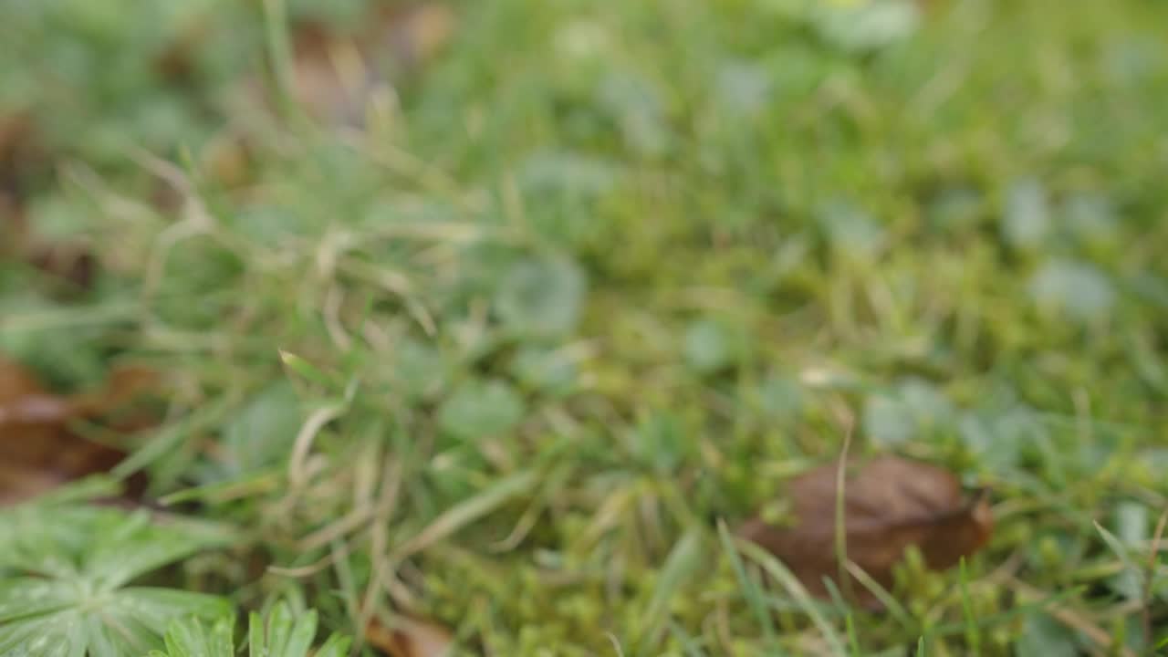 Stock Footage Wildflowers In The Forest Live Wallpaper - Free Download