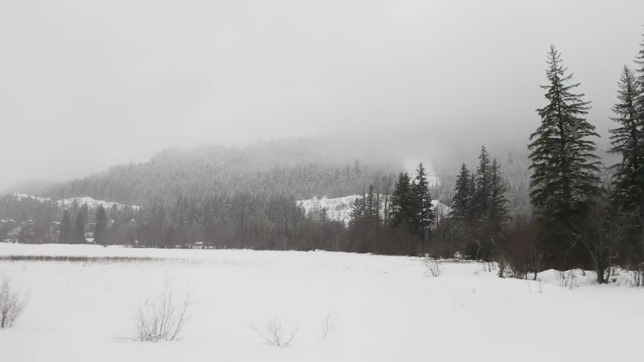 Video Stock Prairie Snow In A Pine Forest Live Wallpaper Free - Free Download