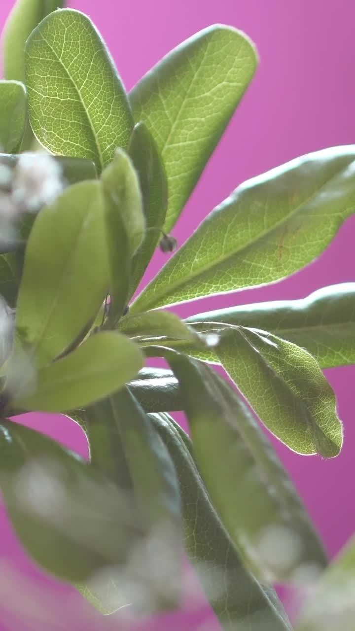 Stock Video Big Green Leaves With Small Flowers Live Wallpaper For PC - Free Download
