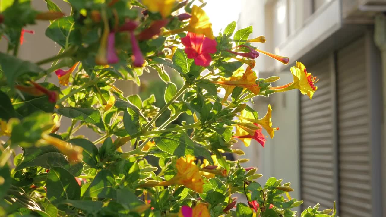Free Video Stock Sun Flare Through A Garden Live Wallpaper - Free Download