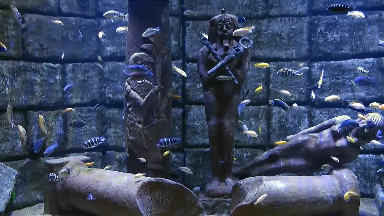 Stock Video Egyptian Statues Underwater Surrounded By Fish Live Wallpaper For PC - Free Download