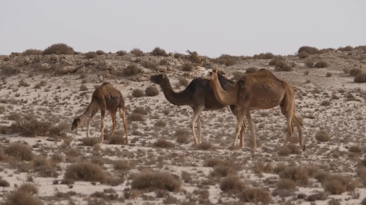Video Stock Camel Herd Walking On A Desert Live Wallpaper For PC - Free Download