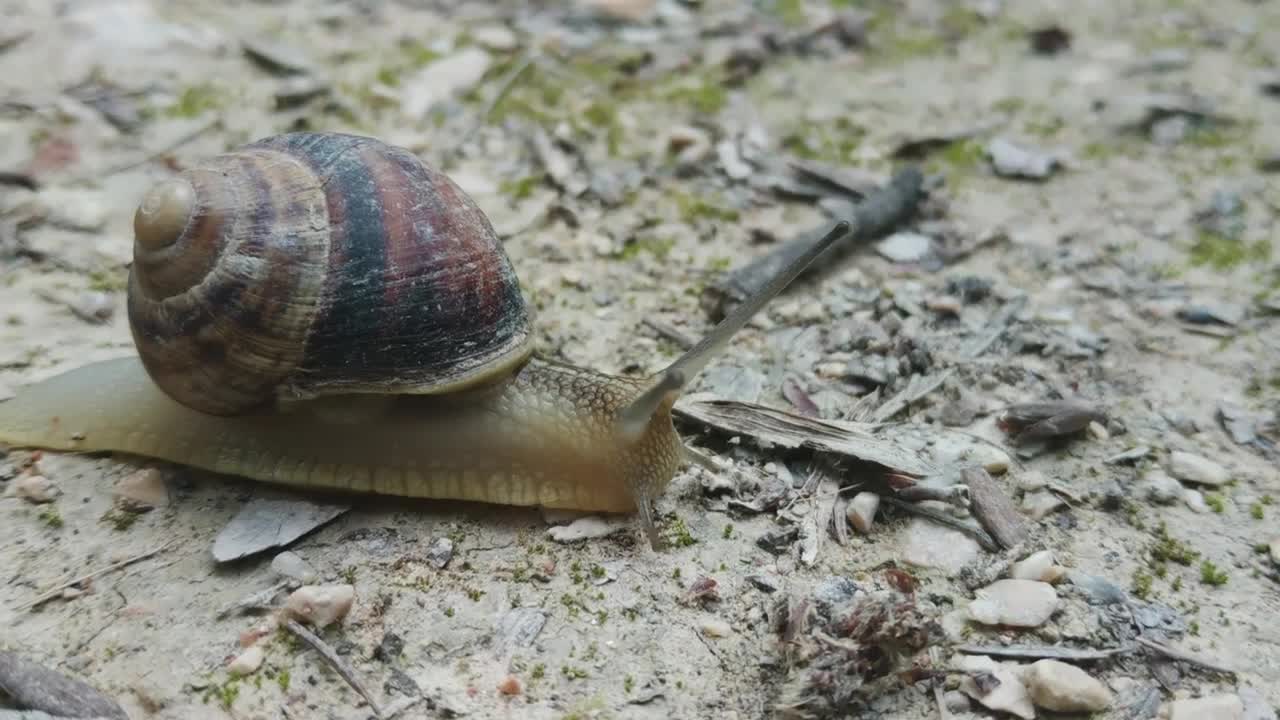 Free Video Stock Snail Crawling On The Ground Live Wallpaper - Free Download