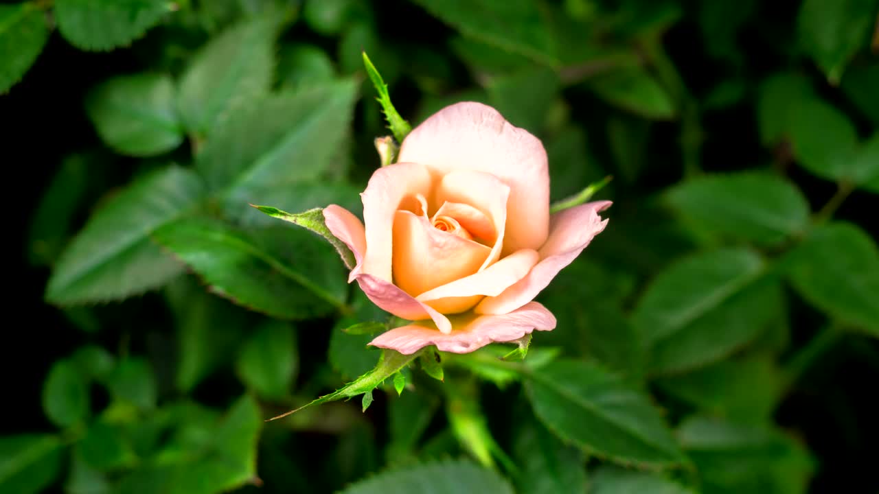 Stock Footage White Rose On The Bush Opens Live Wallpaper - Free Download
