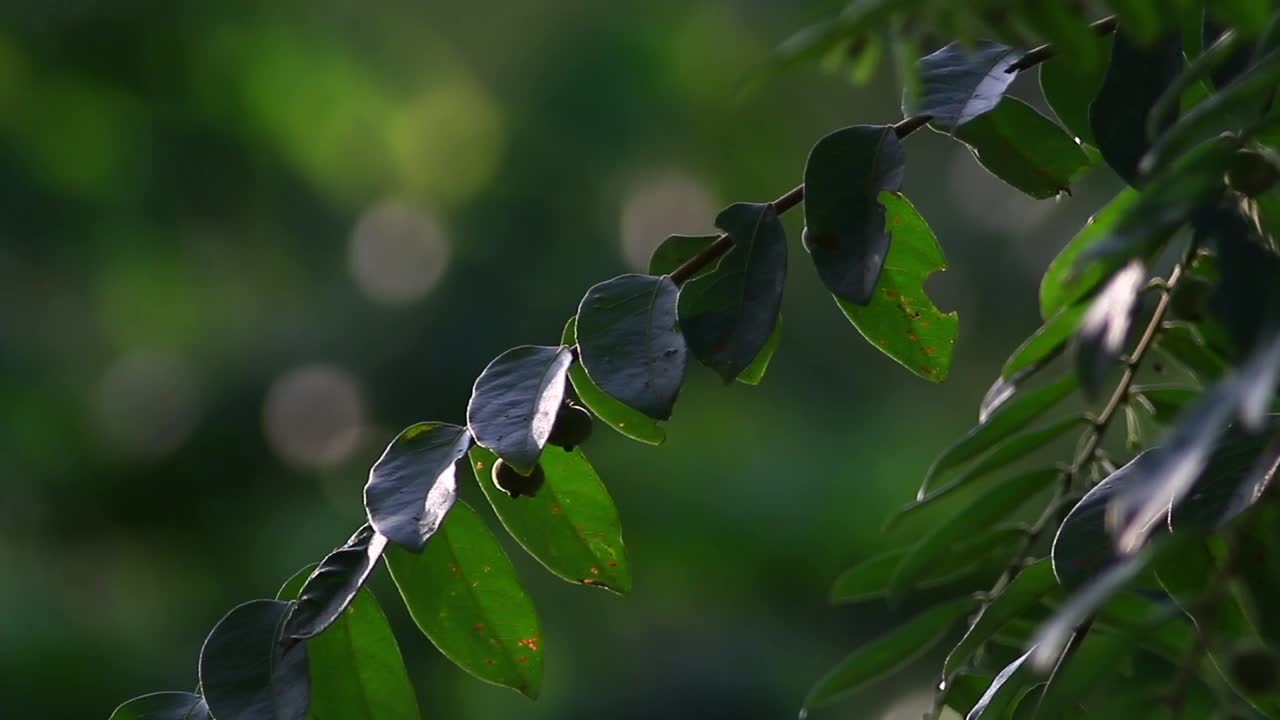Stock Video Jungle Trees Closeup Animated Wallpaper - Free Download